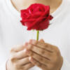 Red Rose