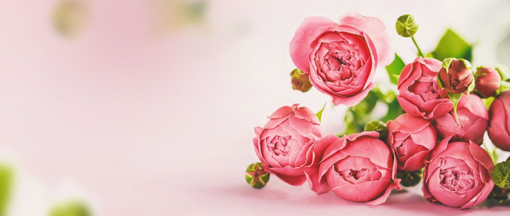 Beauitful flowers on a pink backdrop - flower delivery perth
